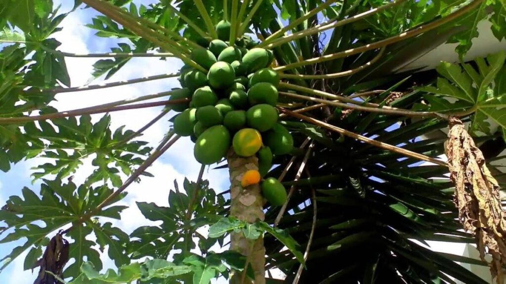 How Long Does A Paw Paw Fruit Take To Grow? Full Timeline + Fast Tips