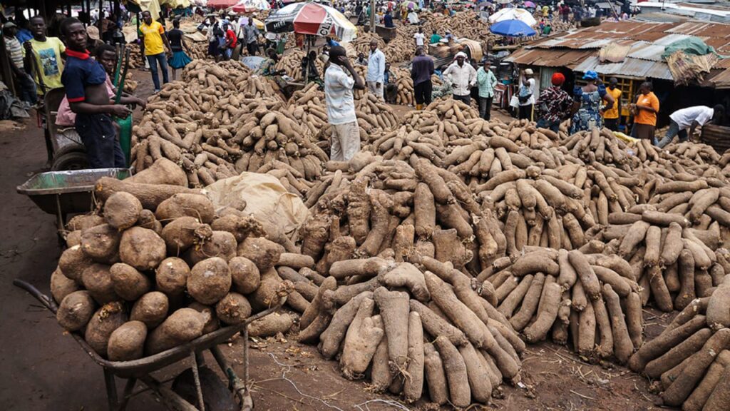 How Long Does Yam Take to Grow in Nigeria? [By Type & Region]
