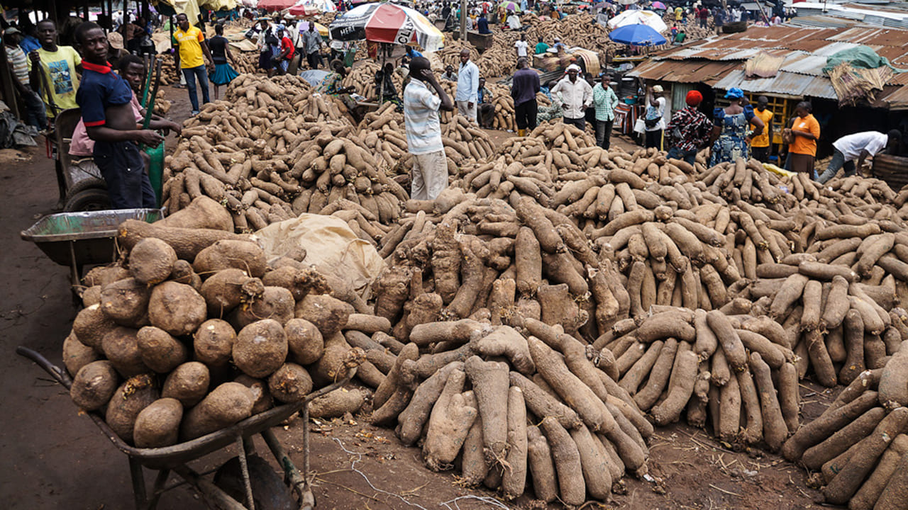 How Long Does Yam Take to Grow in Nigeria? [By Type & Region]