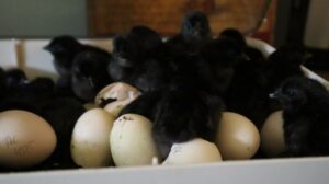 How Many Eggs Do Ayam Cemani Lay a Year