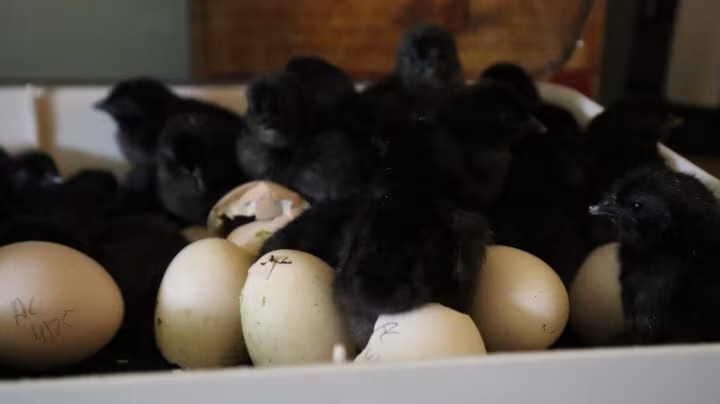 How Many Eggs Do Ayam Cemani Lay a Year