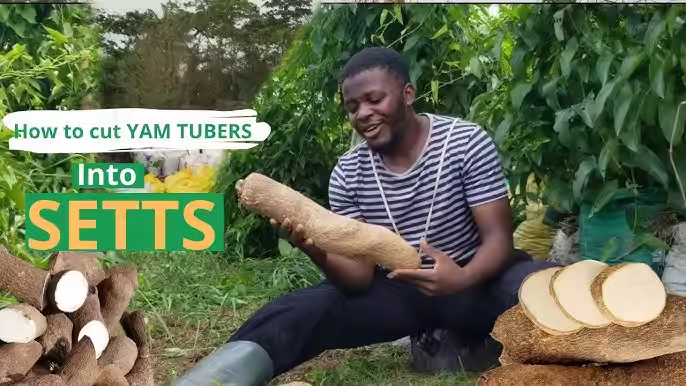 How to cut yam for planting