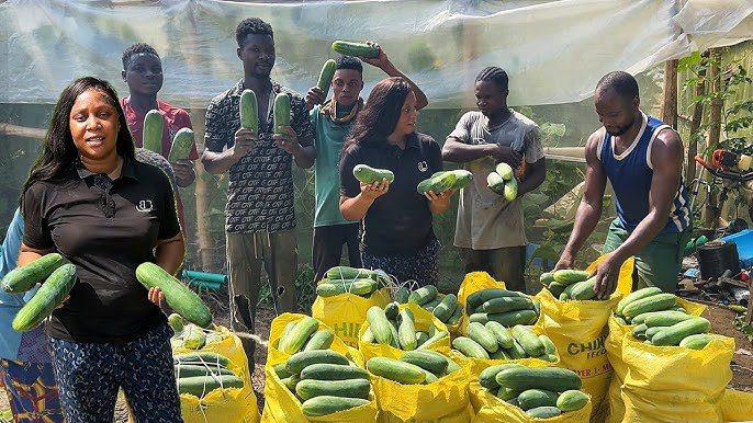 Cucumber Harvesting in Nigeria: A Farmer's Guide to Profit