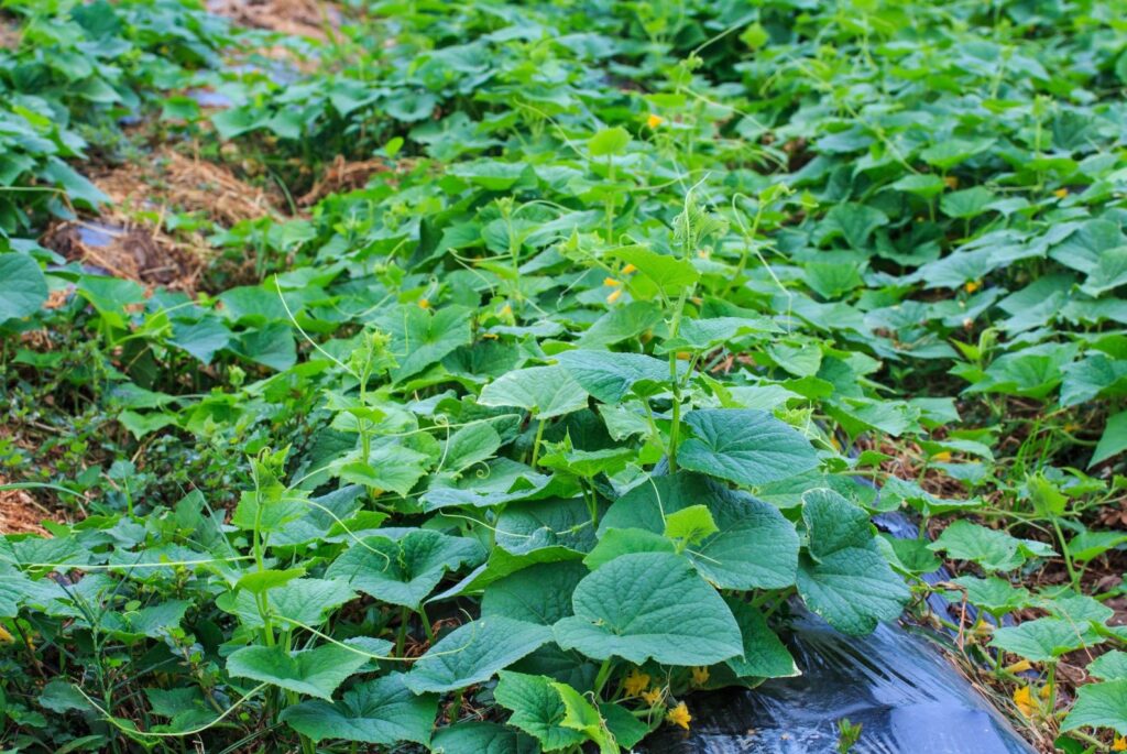Protect Your Harvest: Mastering Weed Control in Nigerian Cucumber Farming