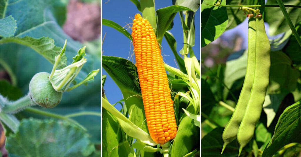The Three Sisters Garden: A Modern Guide to Planting Corn, Beans, and Cucumbers