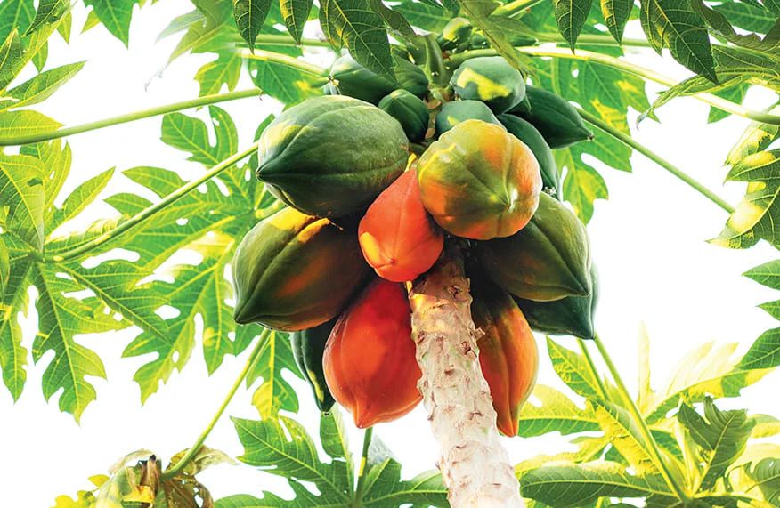 Where is the best place to plant a pawpaw tree?