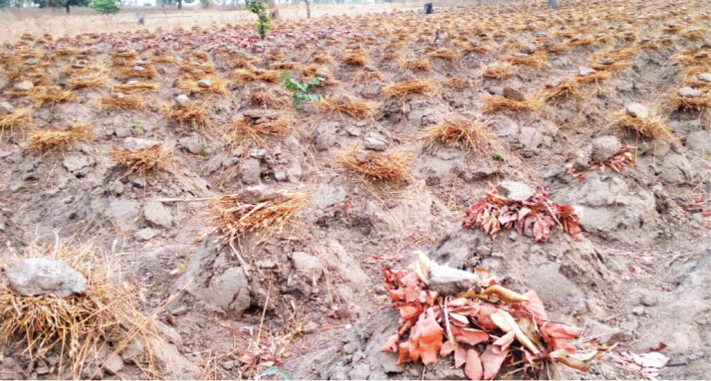Which month is best for yam planting?