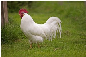 Why Are Leghorns Not Ideal for Beginners?