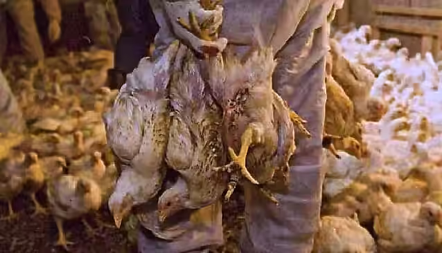 Why Your Cornish Cross Chickens Are Dying (And How to Stop It)