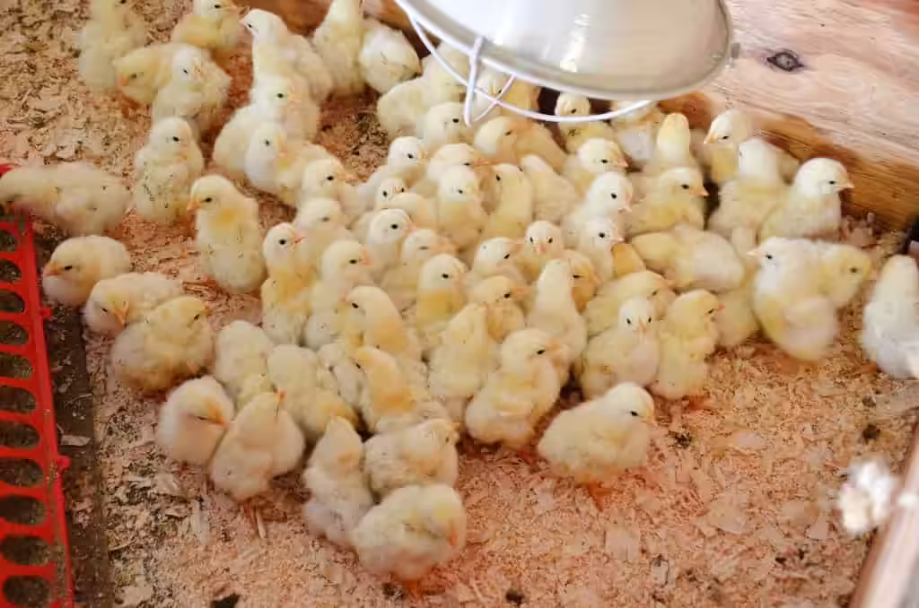 Why Are My Cornish Cross Chicks Dying?