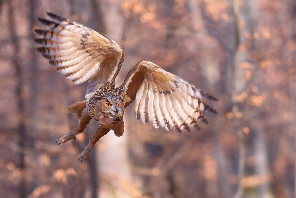 9 Proven Ways to Protect Chickens from Hawks and Owls