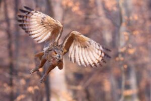9 Proven Ways to Protect Chickens from Hawks and Owls