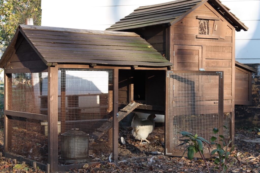 Photo showing a fully enclosed chicken run with a secure roof made of hardware cloth
