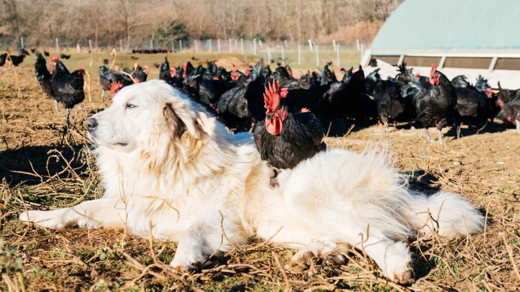 A photo of a Livestock Guardian Dog (e.g., Great Pyrenees) calmly observing a flock of chickens in a pasture.