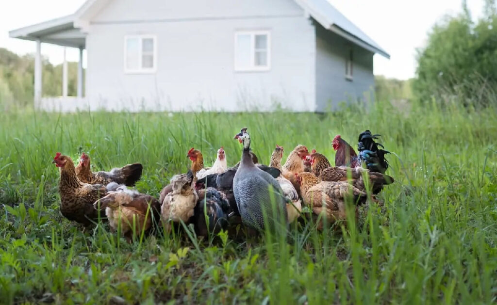 A picture of guinea fowl in a farm setting, perhaps near a chicken coop