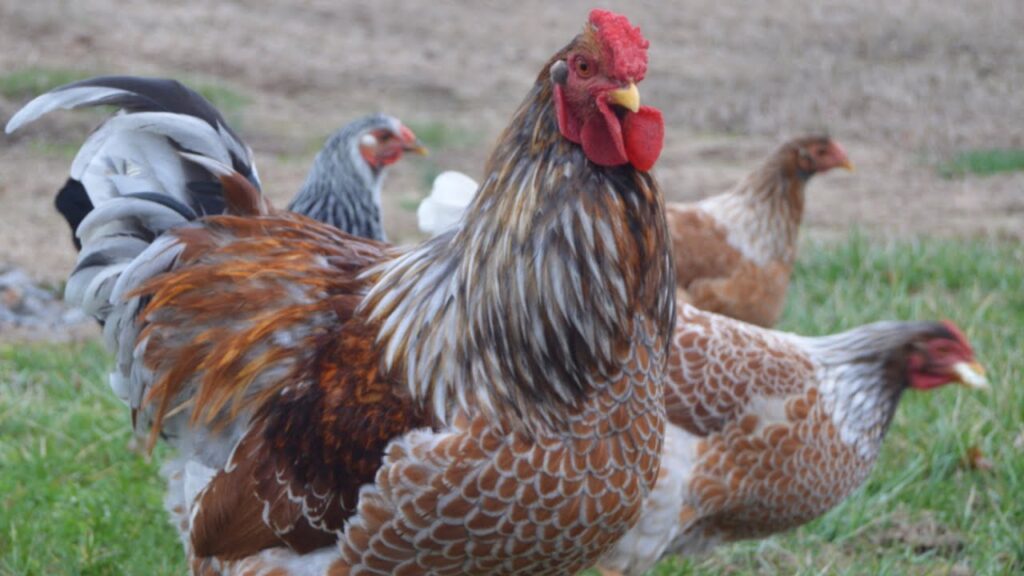 Blue Laced Red Wyandotte