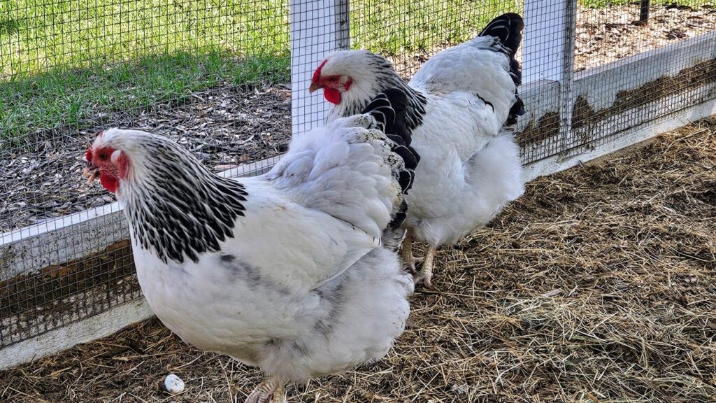 Columbian Wyandotte