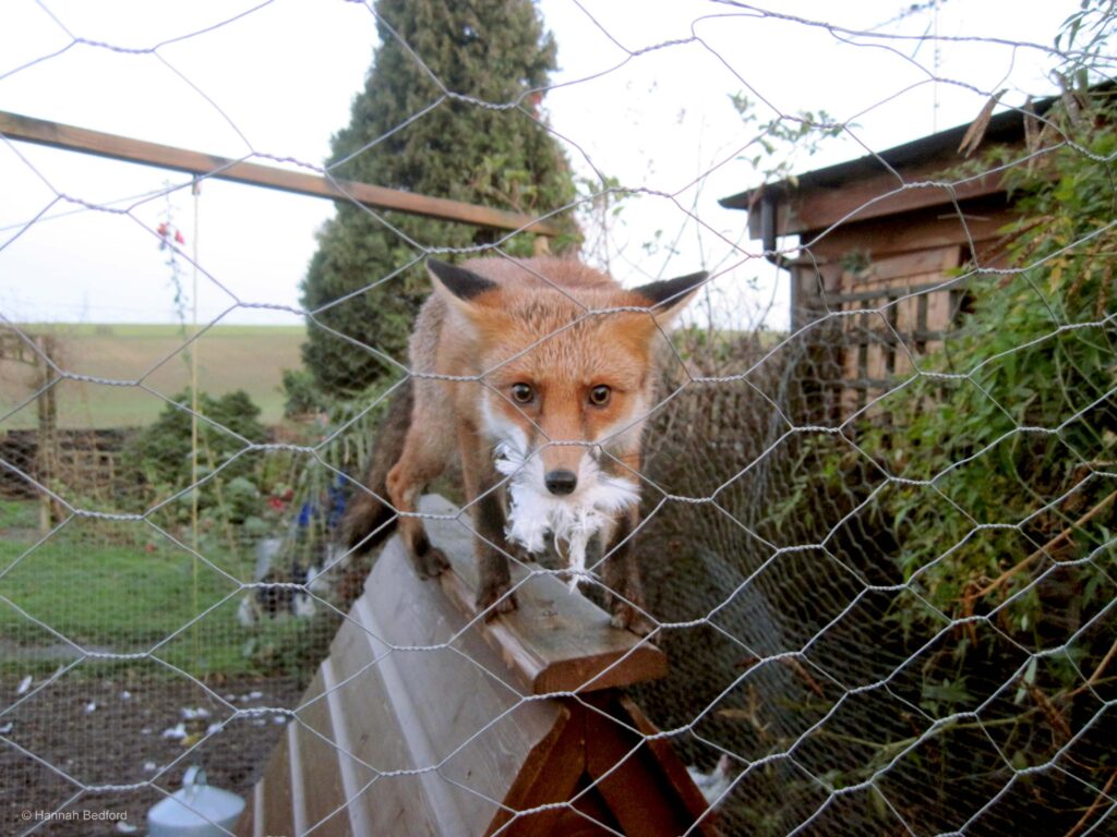Do foxes eat chickens in the day?
