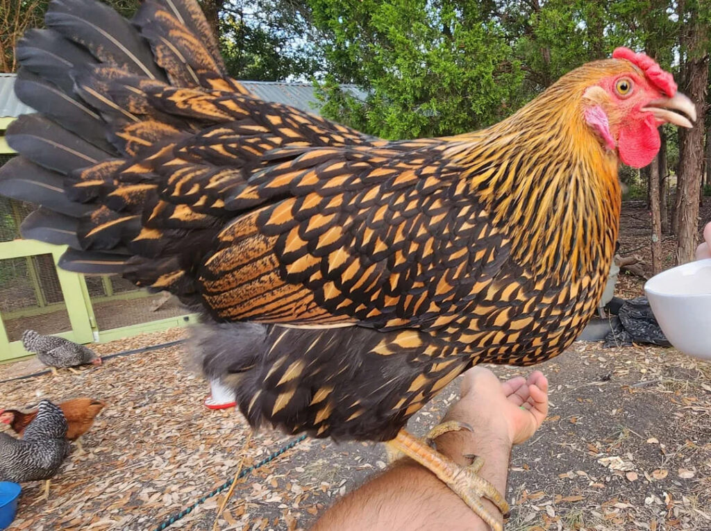 Gold Laced Wyandotte