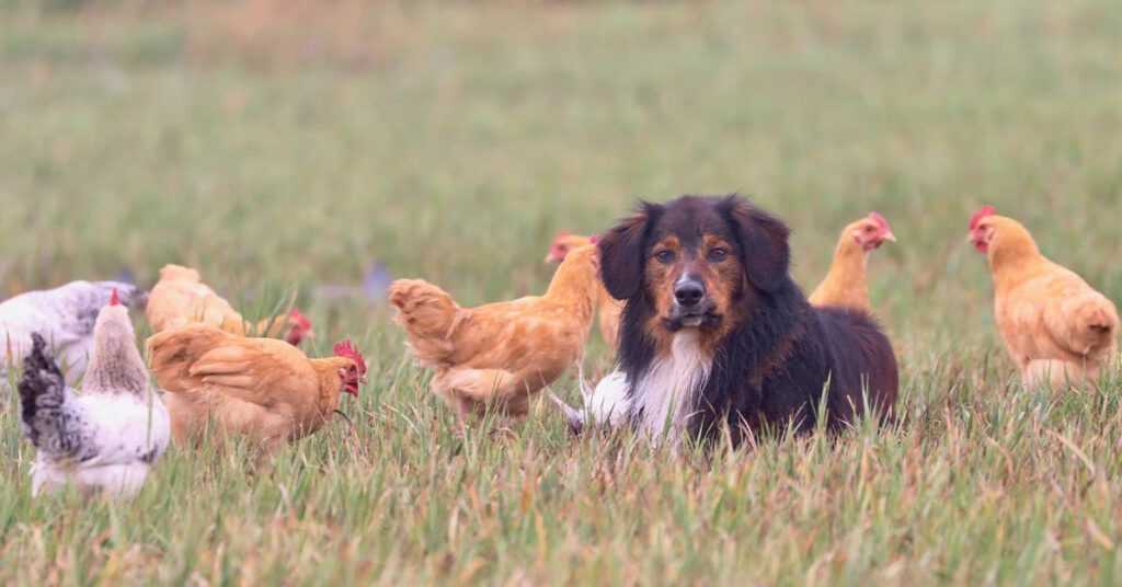 Which Guardian Animal is Best for Your Chickens?