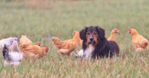 Which Guardian Animal is Best for Your Chickens?