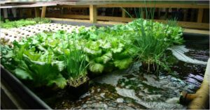 Small-Scale Aquaponics: The Ultimate Beginner's Guide (2025)