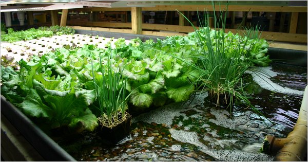 Small-Scale Aquaponics: The Ultimate Beginner's Guide (2025)