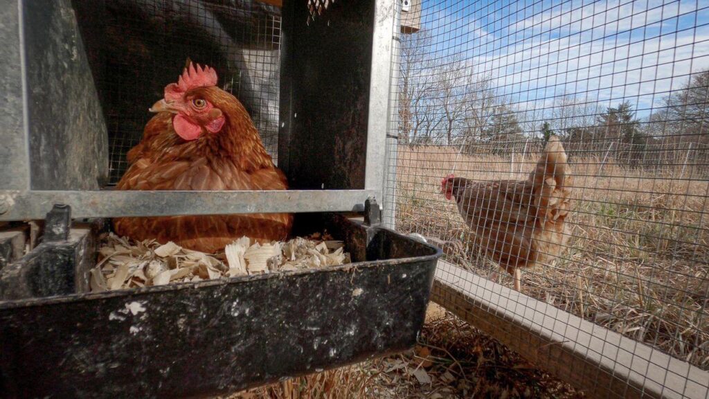 How to Protect Chickens from Foxes, Coyotes & Wild Dogs