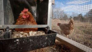 How to Protect Chickens from Foxes, Coyotes & Wild Dogs