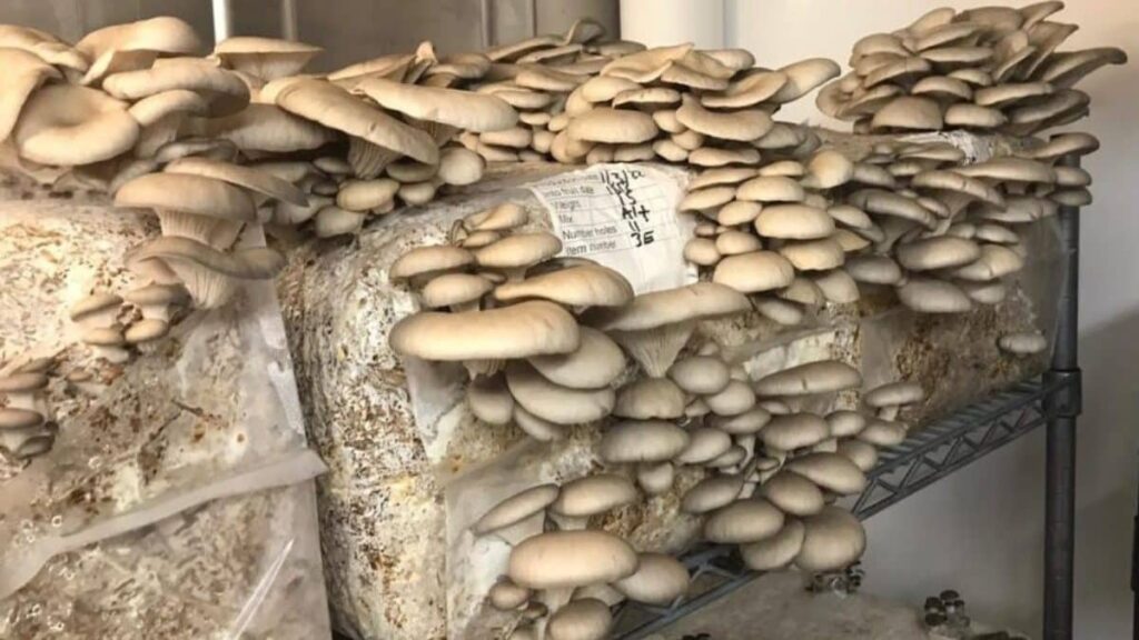 How to Start a Profitable Mushroom Farming Business at Home