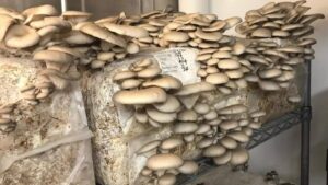 How to Start a Profitable Mushroom Farming Business at Home