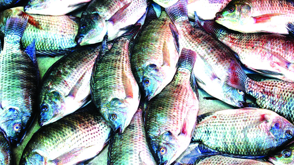 Tilapia Farming in Nigeria: A Profitable Alternative to Catfish?