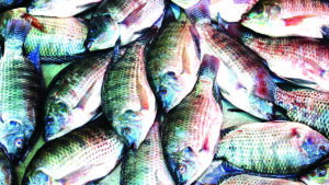 Tilapia Farming in Nigeria: A Profitable Alternative to Catfish?