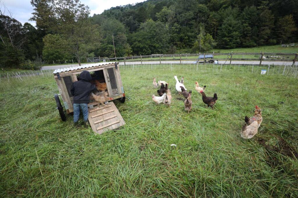 Raccoon-Proof Chicken Coop: 5 Ways To Protect Chickens From Raccoons