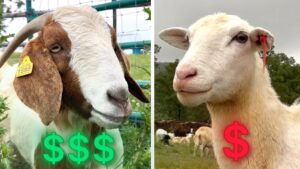 Sheep vs Goats - Which is More Profitable for a Small Farm in 2025