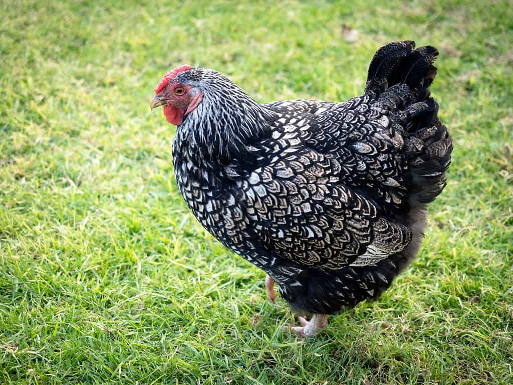 Silver Laced Wyandotte