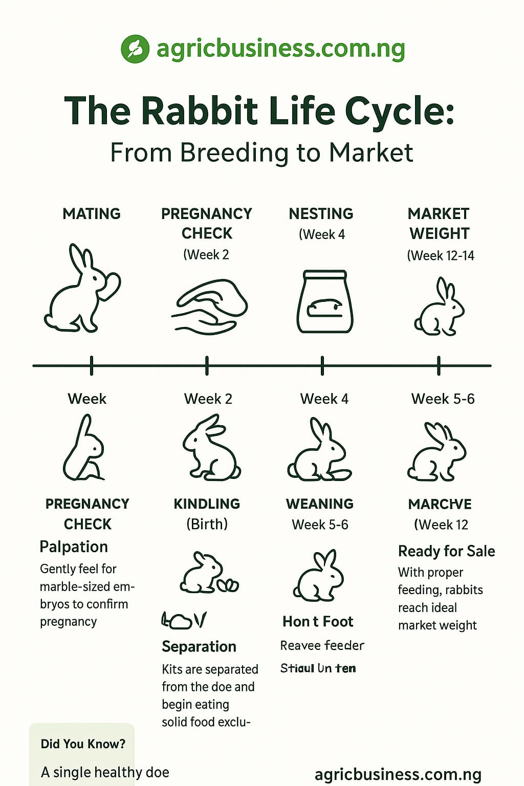 The Rabbit Life Cycle: From Breeding to Market