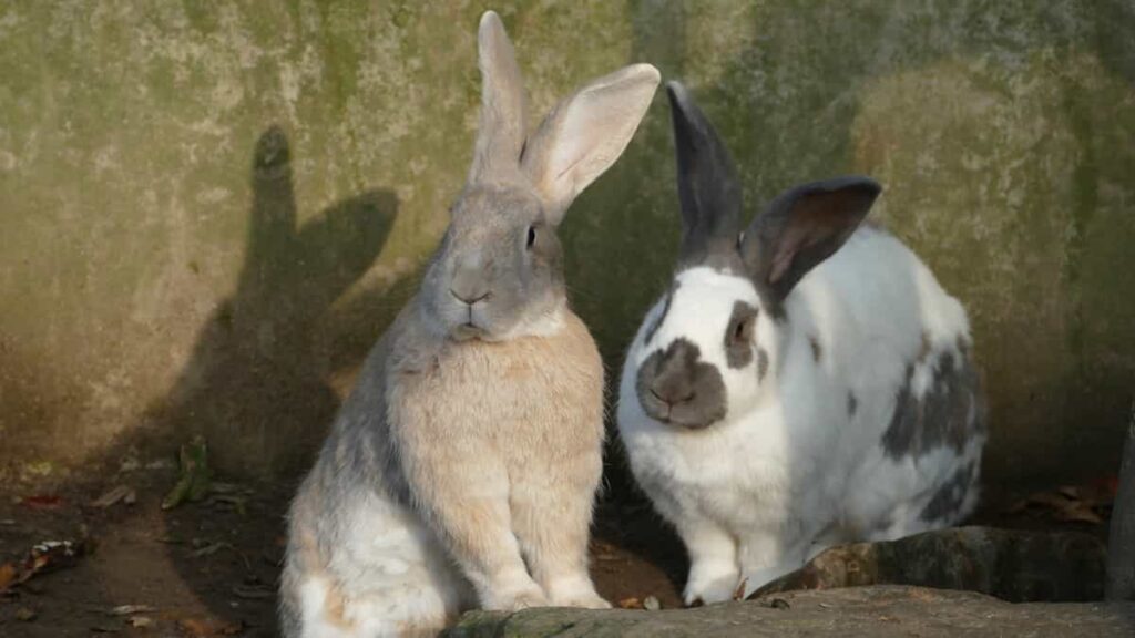 The Ultimate Guide to Rabbit Farming in Nigeria: From Business Plan to Profit