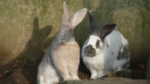 The Ultimate Guide to Rabbit Farming in Nigeria: From Business Plan to Profit