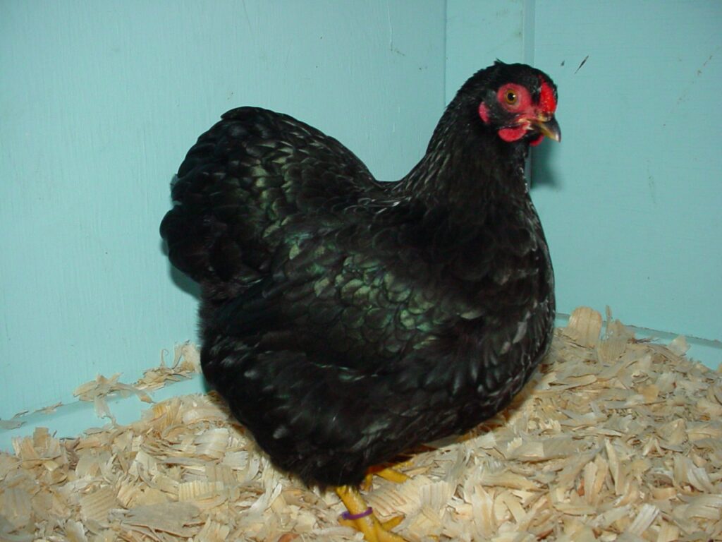 black wyandotte chicken