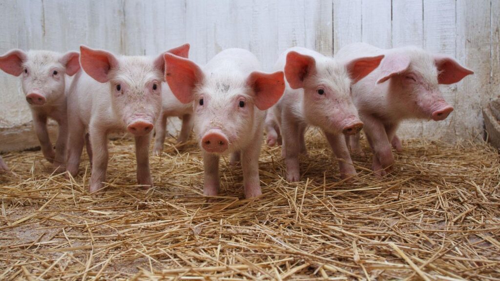 Piggery Farming in Nigeria: The Complete A-Z Guide (2025)