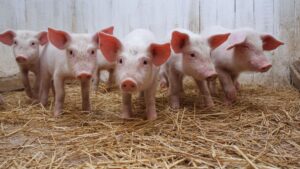 Piggery Farming in Nigeria: The Complete A-Z Guide (2025)